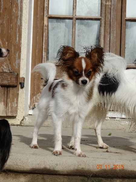 Lucky de la vallée de la Py