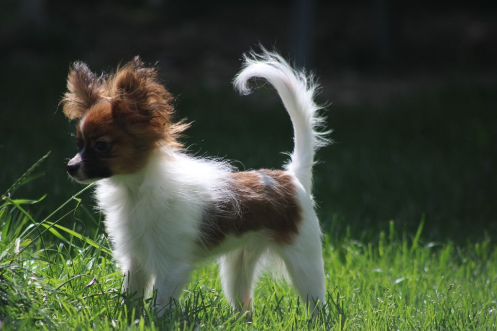 Snoopy de la vallée de la Py