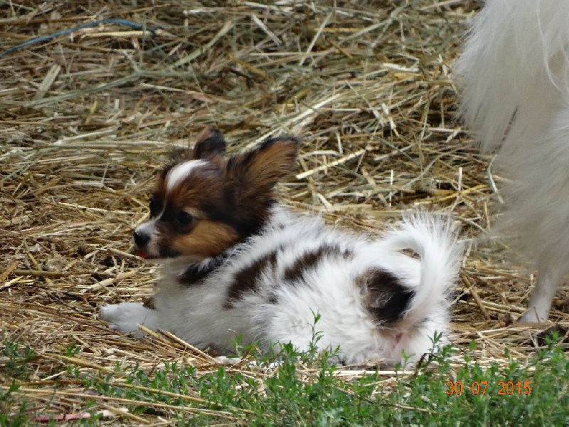 Lucky de la vallée de la Py