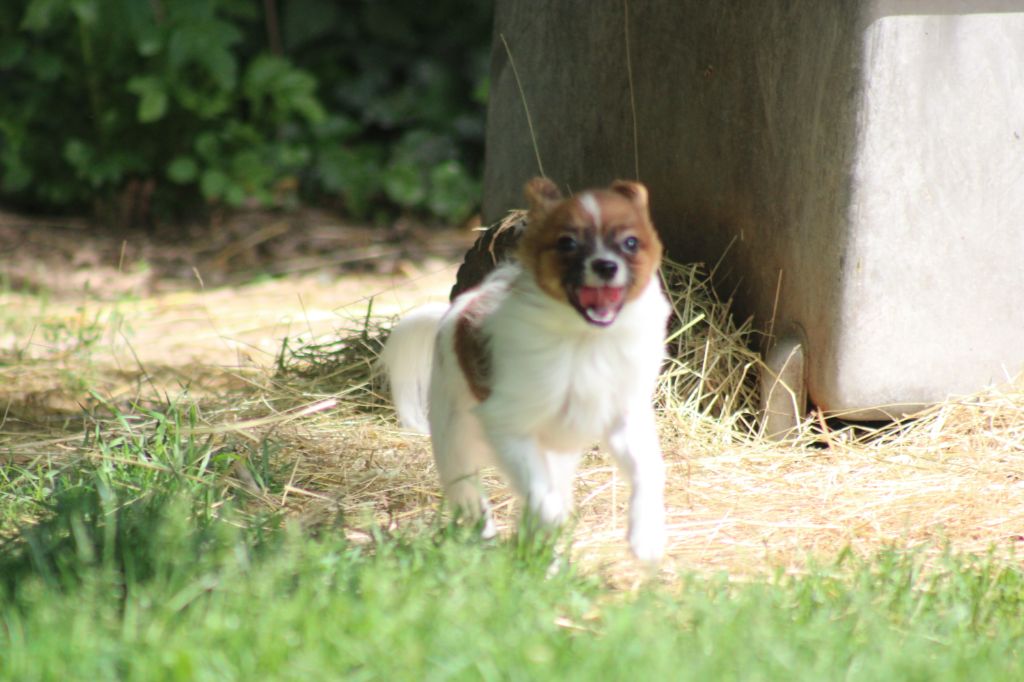 Snoopy de la vallée de la Py