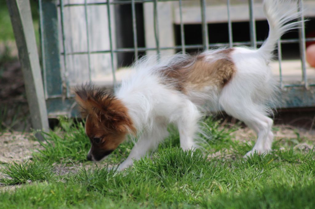 Snoopy de la vallée de la Py