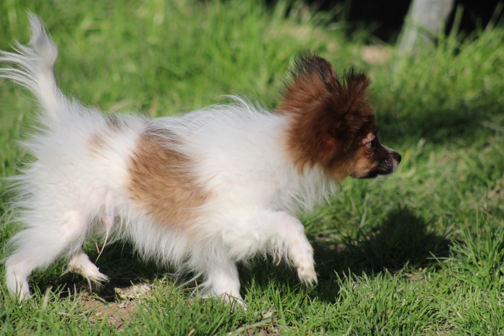 Snoopy de la vallée de la Py