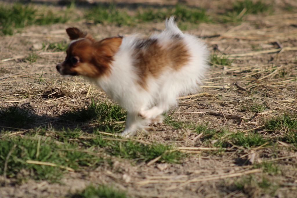 Snoopy de la vallée de la Py