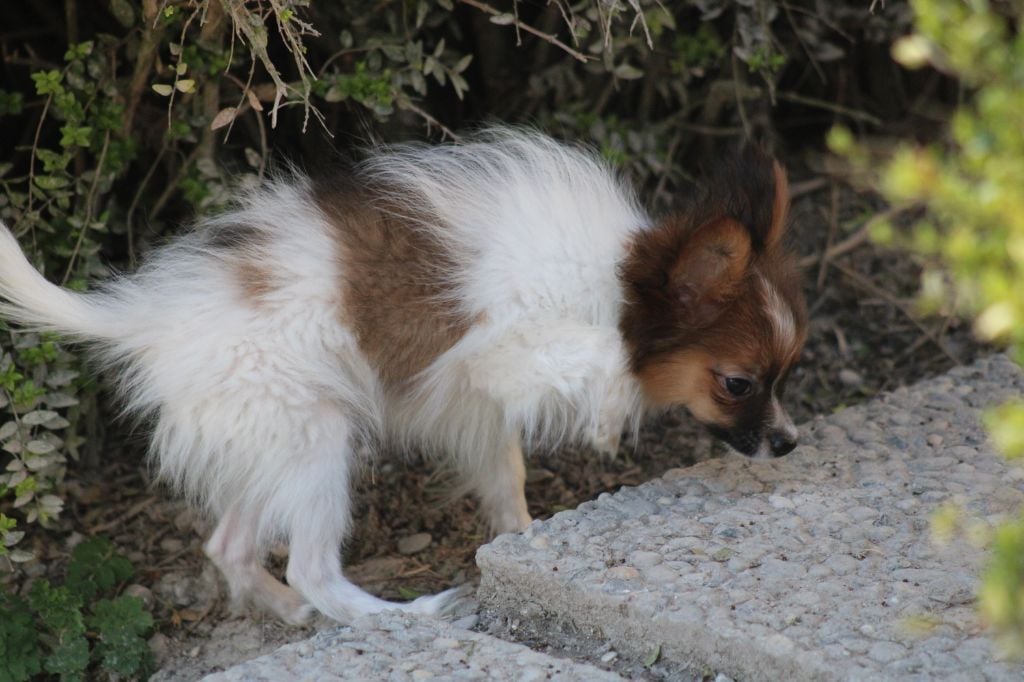 Snoopy de la vallée de la Py