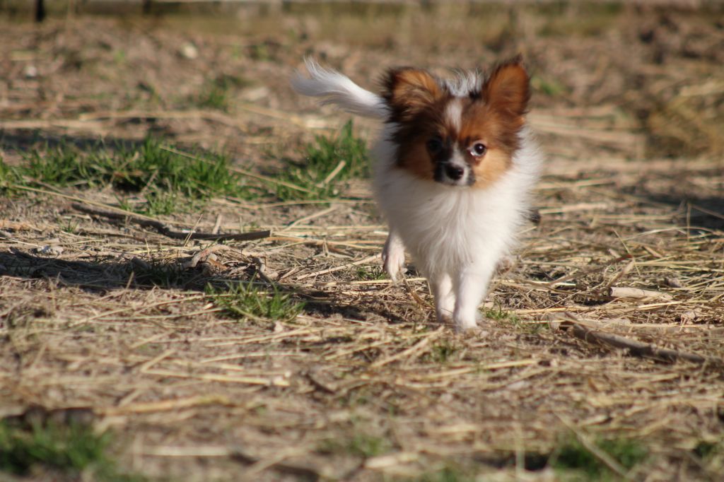 Snoopy de la vallée de la Py