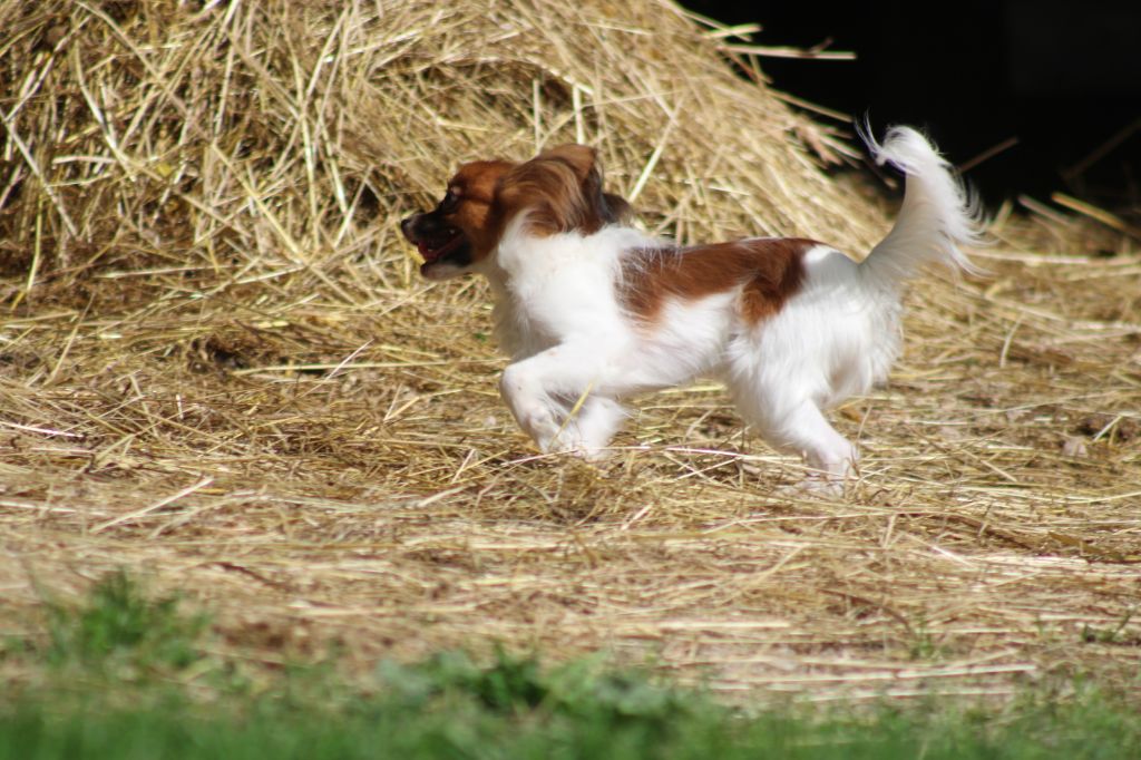 Snoopy de la vallée de la Py