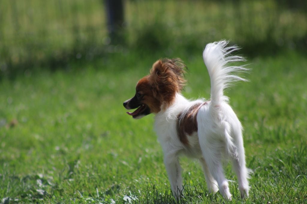 Snoopy de la vallée de la Py