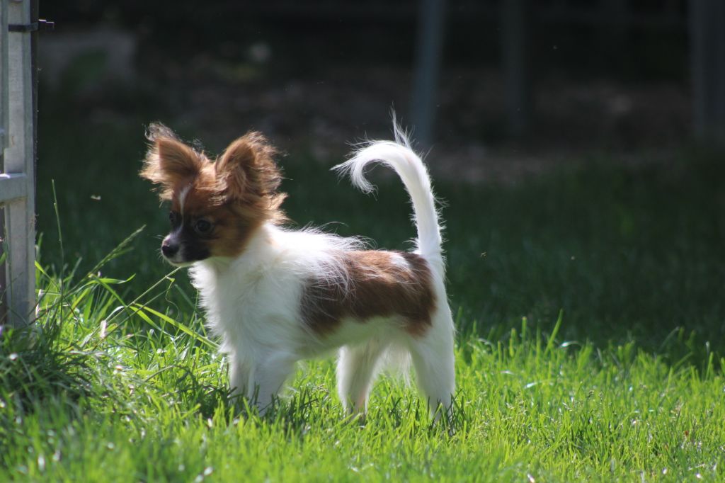 Snoopy de la vallée de la Py