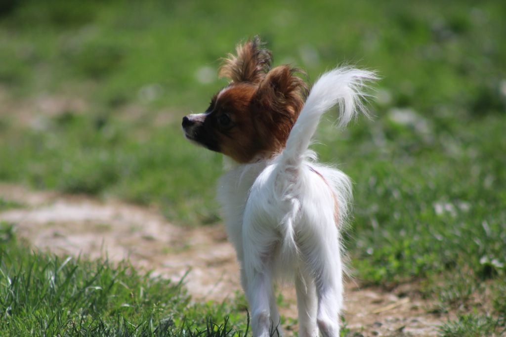 Snoopy de la vallée de la Py