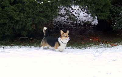 Ewin'lady june du Pays aux Longs Hivers