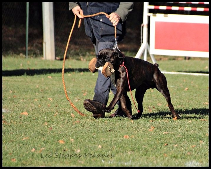 Jiago Des Steppes Perdues