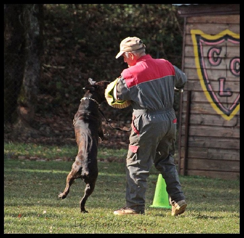 Jiago Des Steppes Perdues