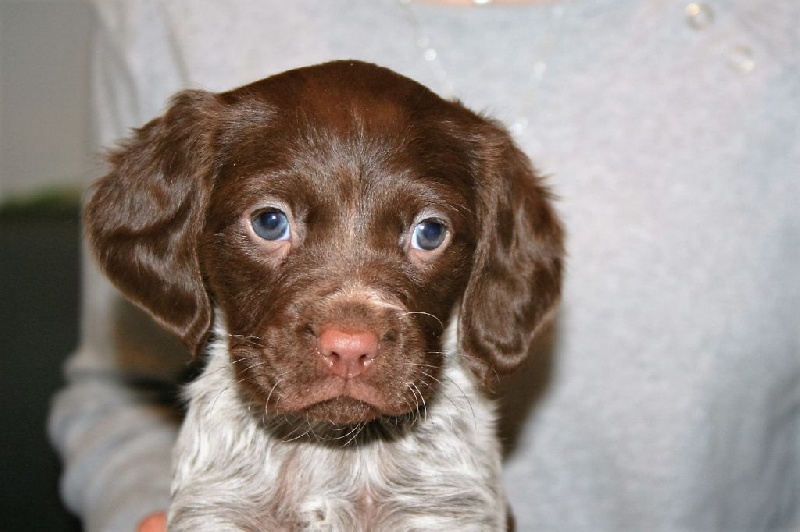 Chiot Elevage Des Minis Du Terrail Eleveur De Chiens Epagneul Breton