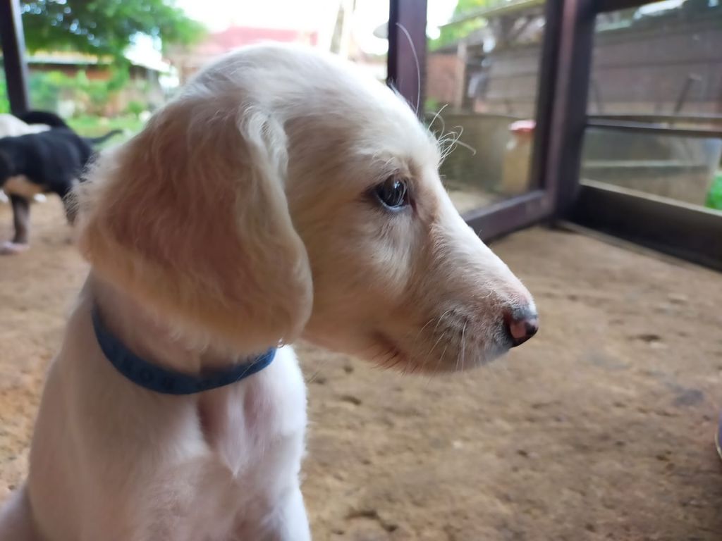 Chiot Saluki, SHIMBALAIË, mâle disponible en Guyane, 973 - Guyane 