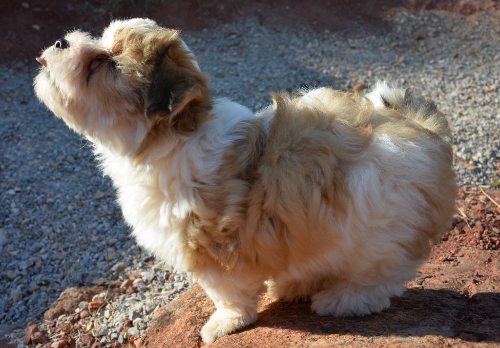 Chiot Bichon Havanais, NANA, femelle disponible en ...