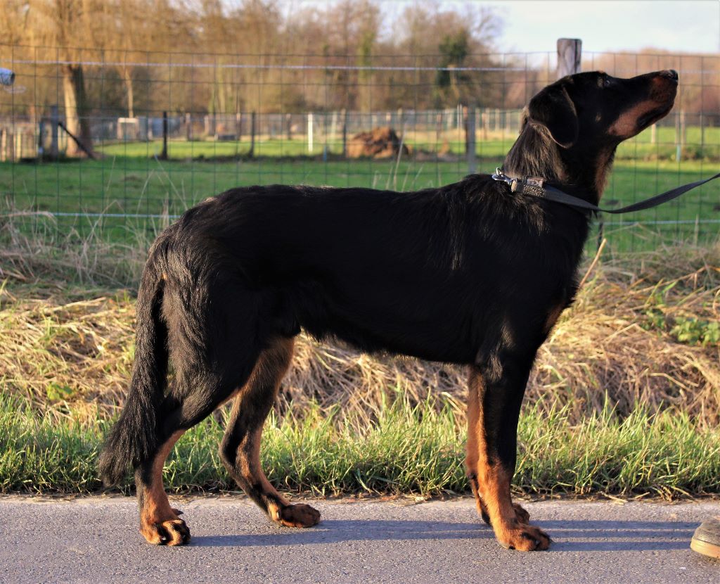 CH. Q' rouny L'ami De La Campagne