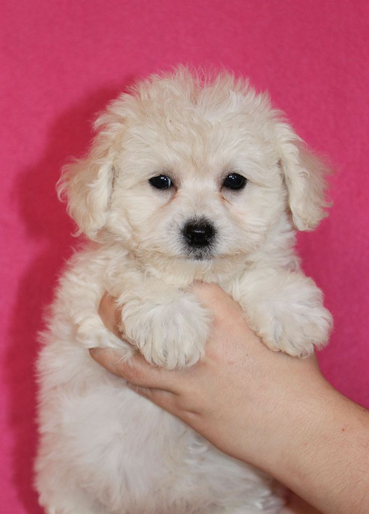 Chiot Elevage Du Royaume Des Quatre Pattes Eleveur De Chiens Bichon Frise