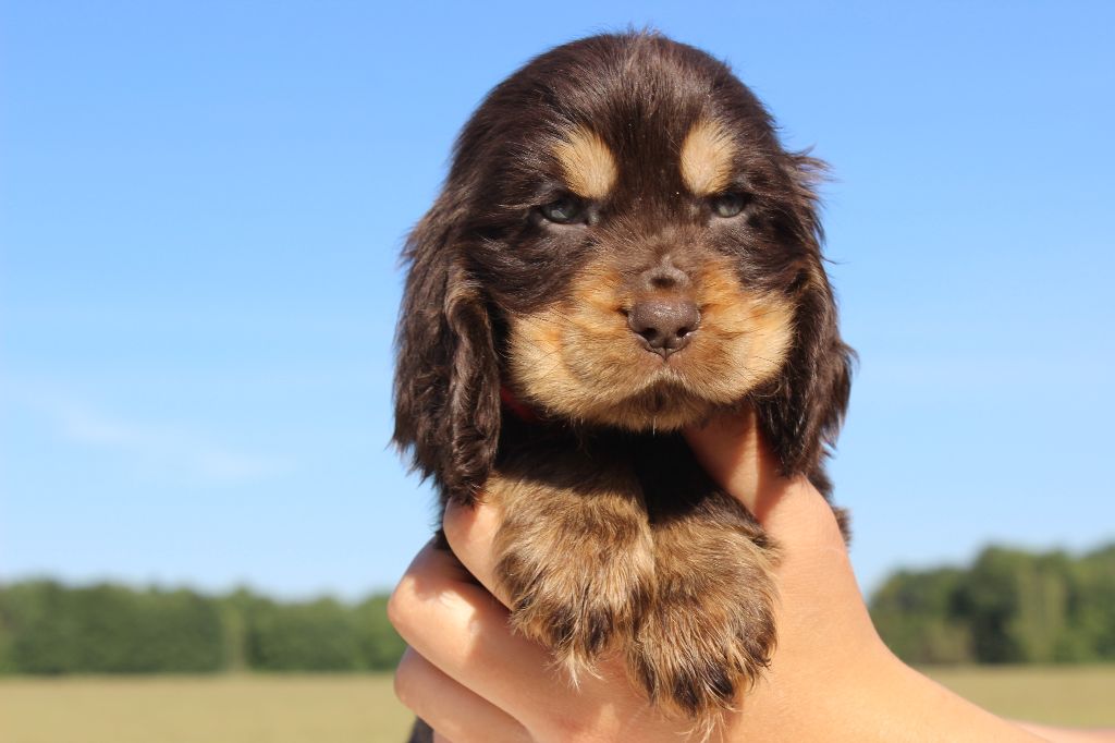 Chiot Cocker Spaniel Anglais, CHIOT femelle chocolat et feu collier