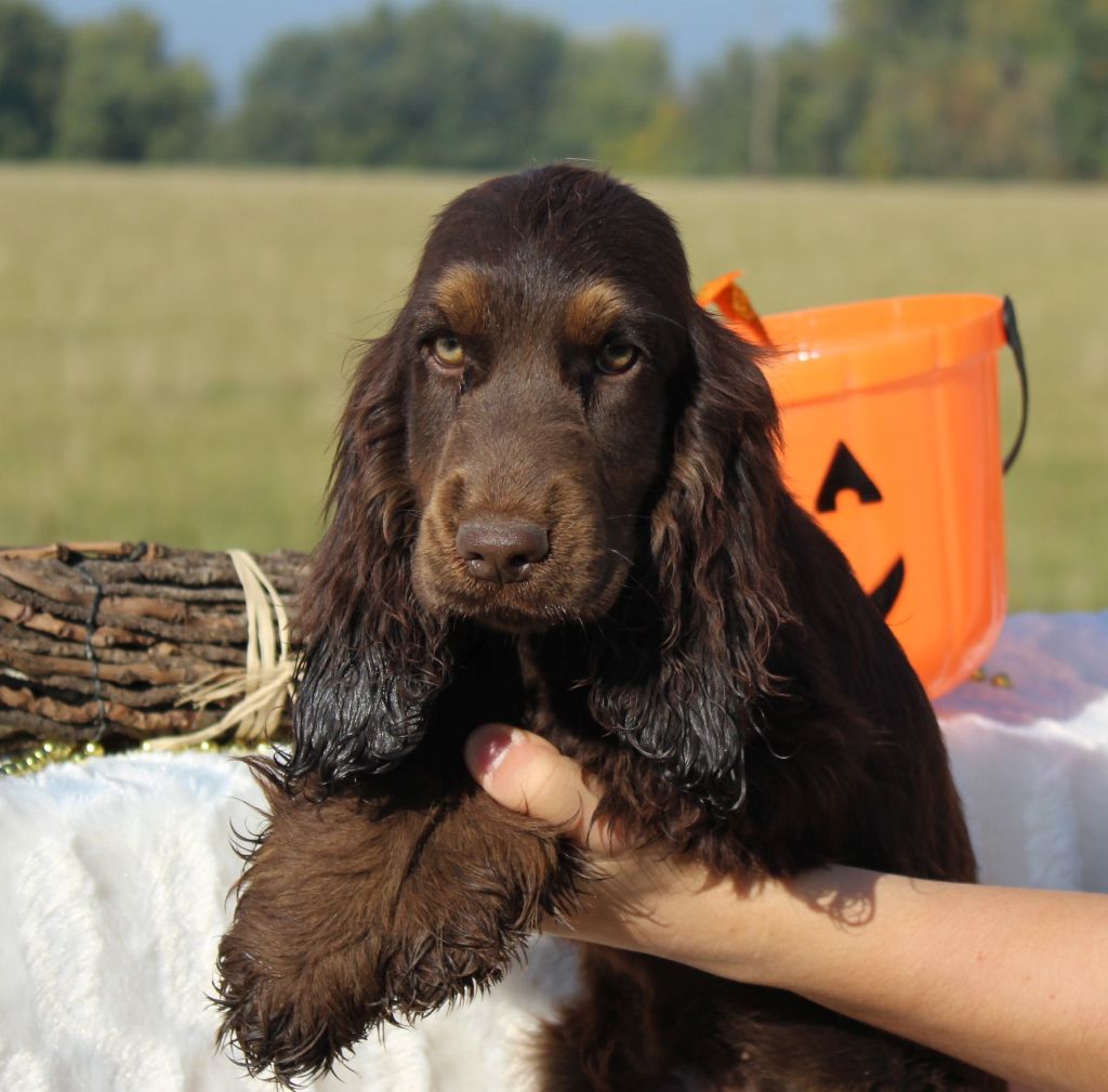 Chiot - Elevage Du Royaume Des Quatre Pattes - eleveur de chiens Cocker