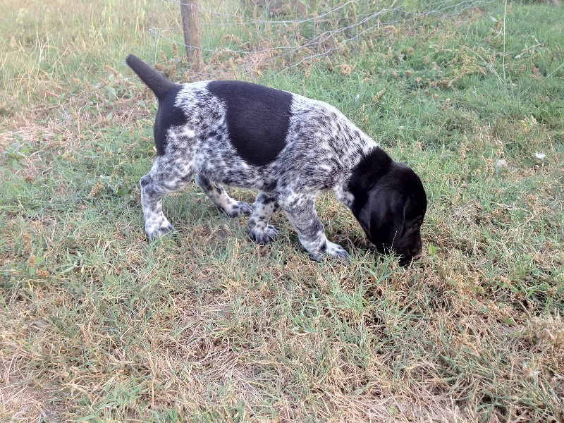 Chiot Elevage Des Sources De Mondy Eleveur De Chiens