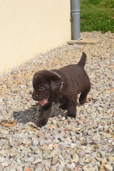 Chiot Elevage Du Petit Vey Elevage De Labrador Marron Jaune Et Noir Lof