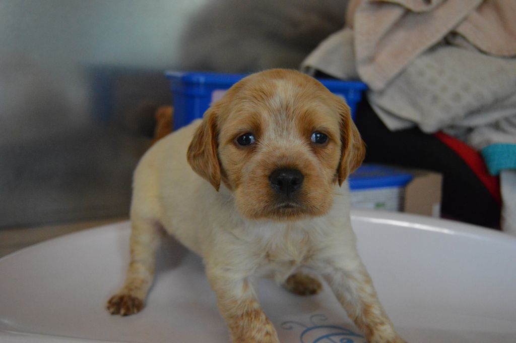 Chiot - Elevage Du Paradis D'oliver - eleveur de chiens Epagneul Breton