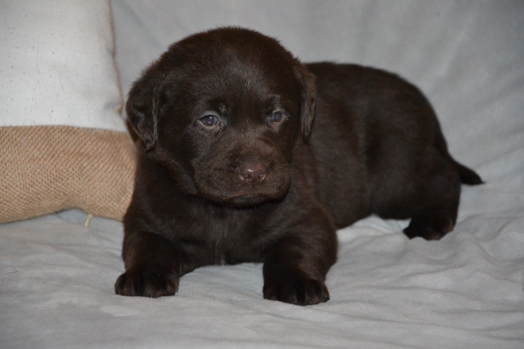 Chiot Labrador Retriever Femelle Disponible En Pays De La Loire 72