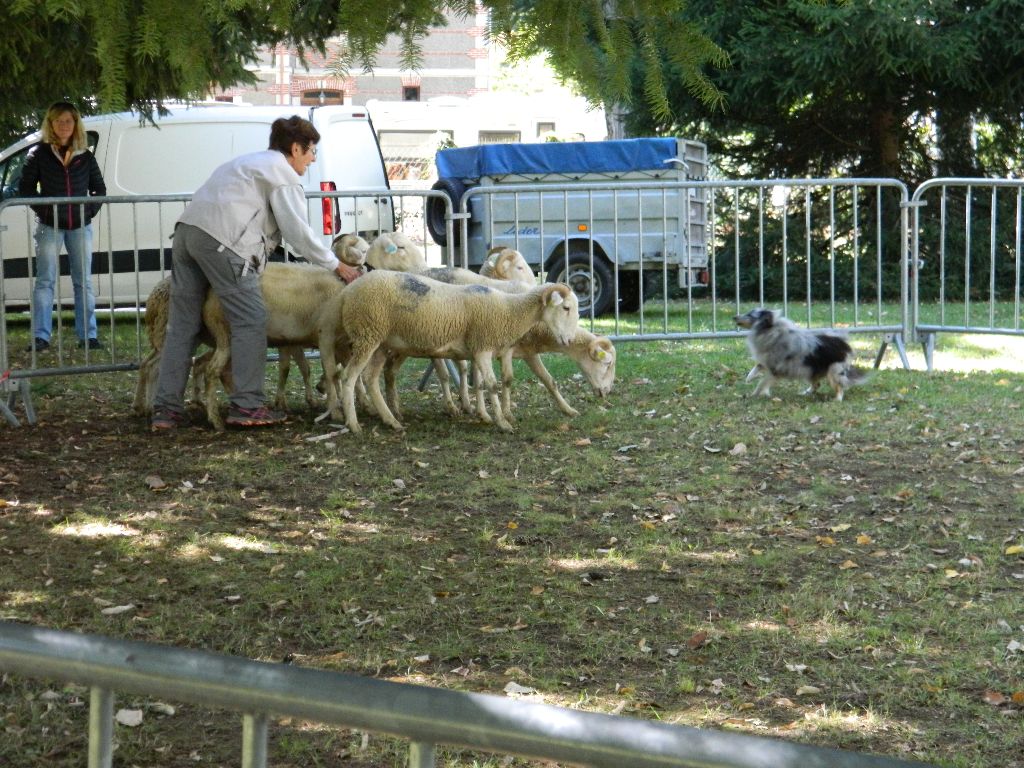 Manioc des loups de l'isengard