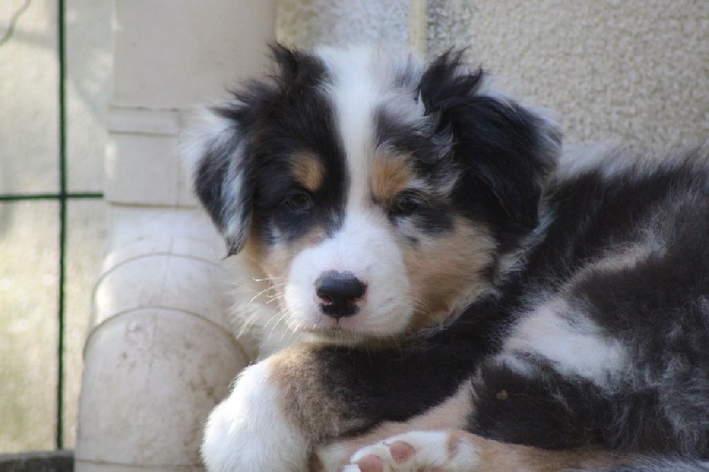 Chiot Elevage De Berger Australien Bretagne Winds Of Hope