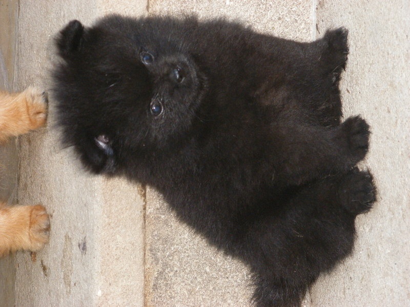 La Tête Dun Curieux Petit Chien Noir Banque Dimages Photo