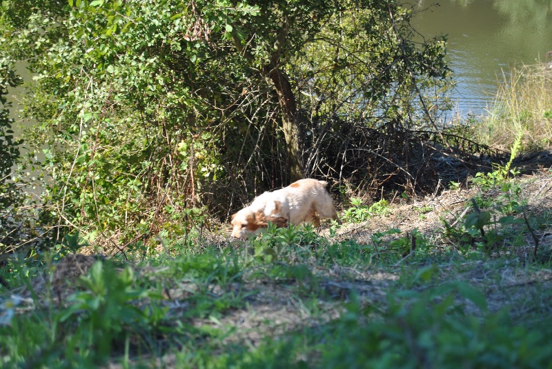 TR. Amour fou des sous-bois Becassiers