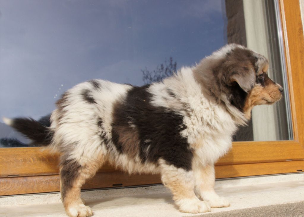 Chiot Berger Australien Fbm Des Assards De Pierregourde