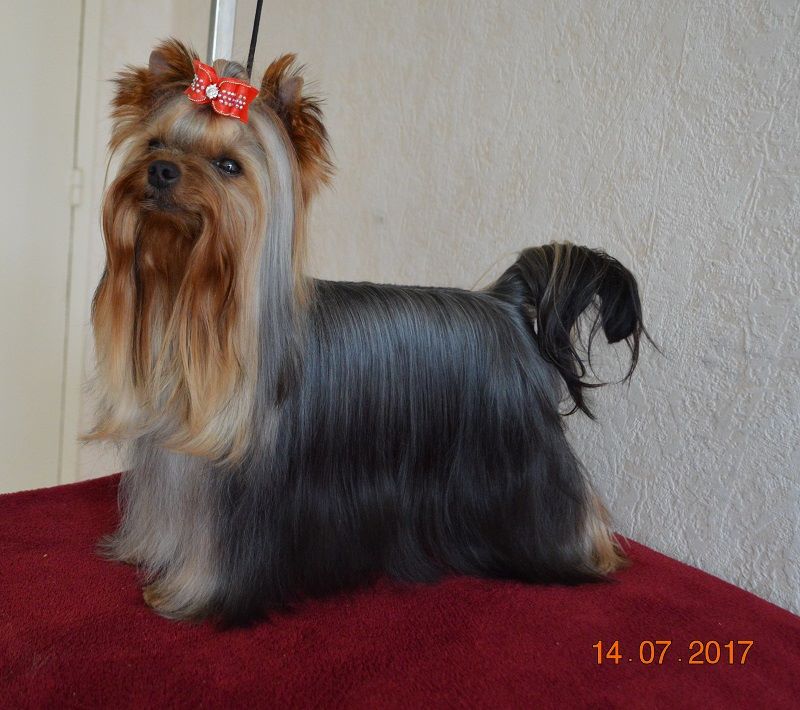 Mélodie d'amour pour sissi De L'eden Argente