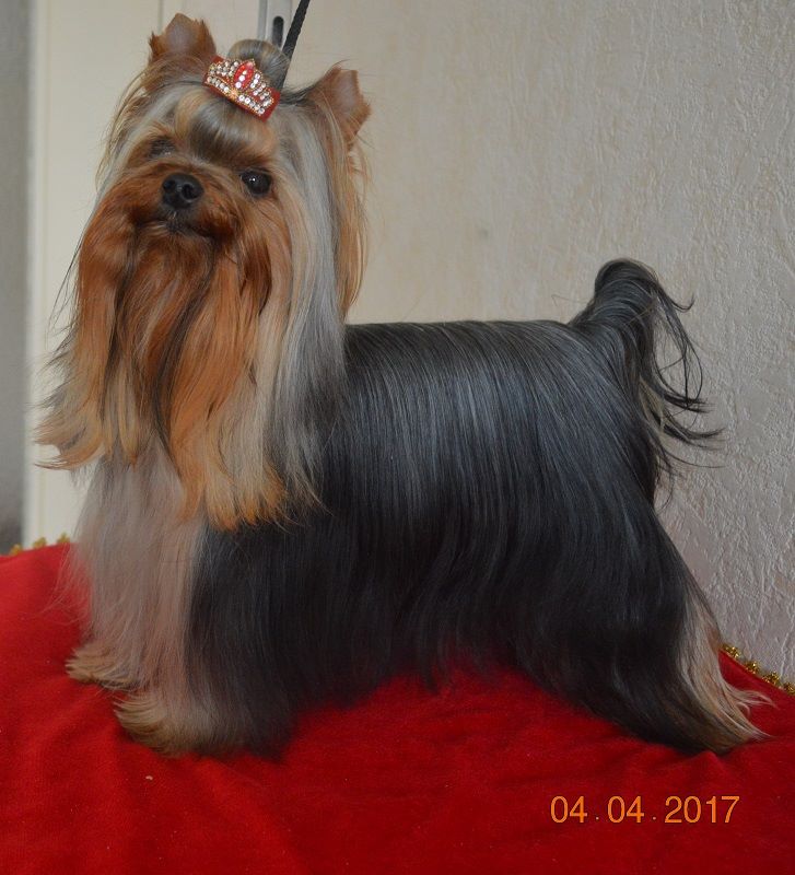 Mélodie d'amour pour sissi De L'eden Argente