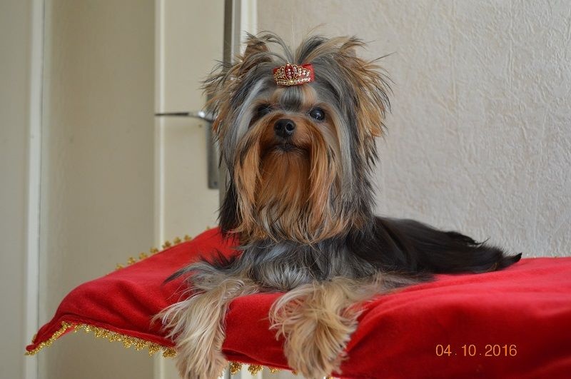 Mélodie d'amour pour sissi De L'eden Argente