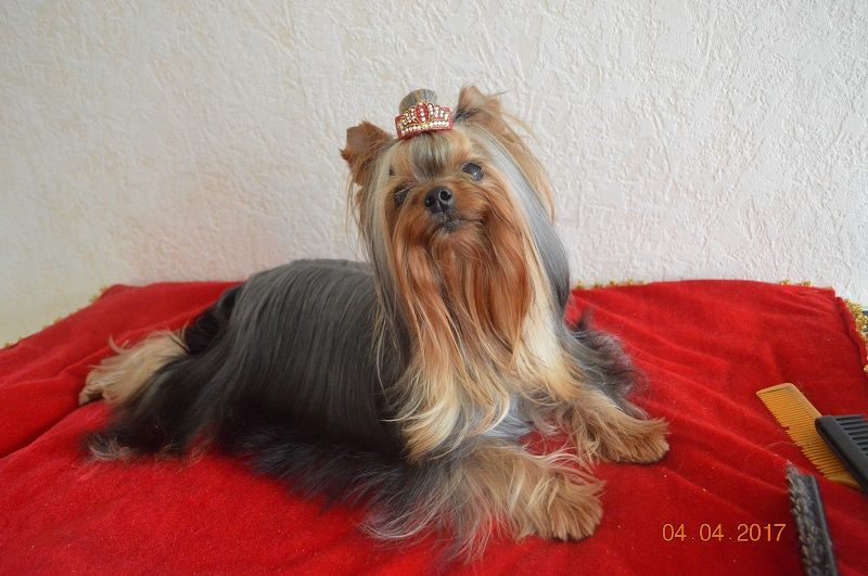 Mélodie d'amour pour sissi De L'eden Argente