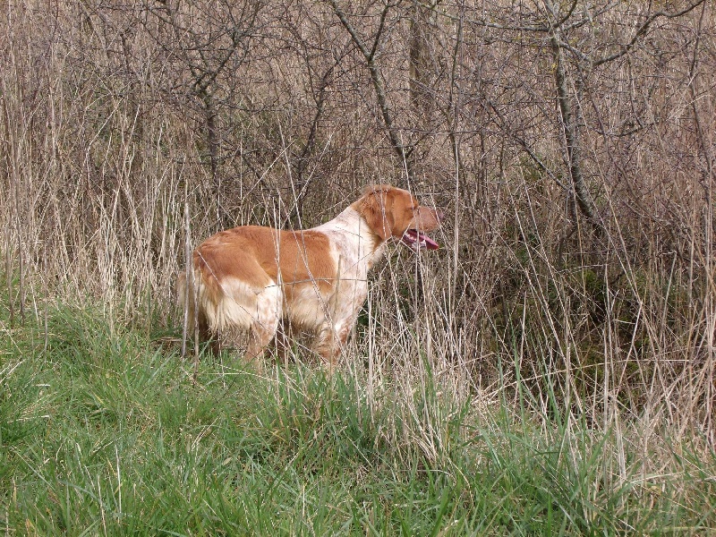 Gazelle Du Clos Du Moulin Fleuri