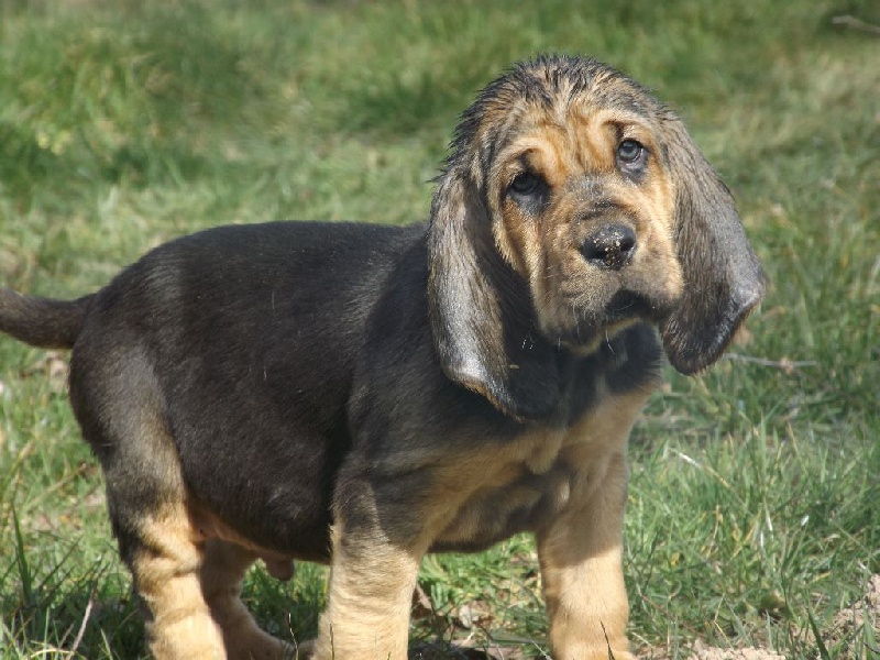 Chiot Chien De Saint Hubert Mâle Disponible En Nouvelle