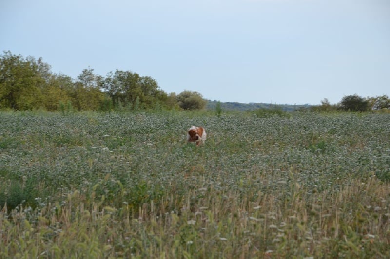 Inch des plaines de septimanie