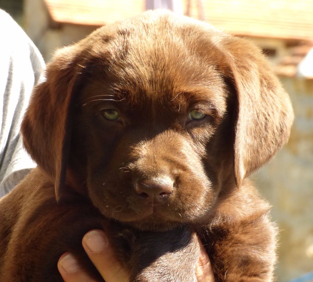 Chiot Elevage Du Moulin Sault Eleveur De Chiens Labrador Retriever