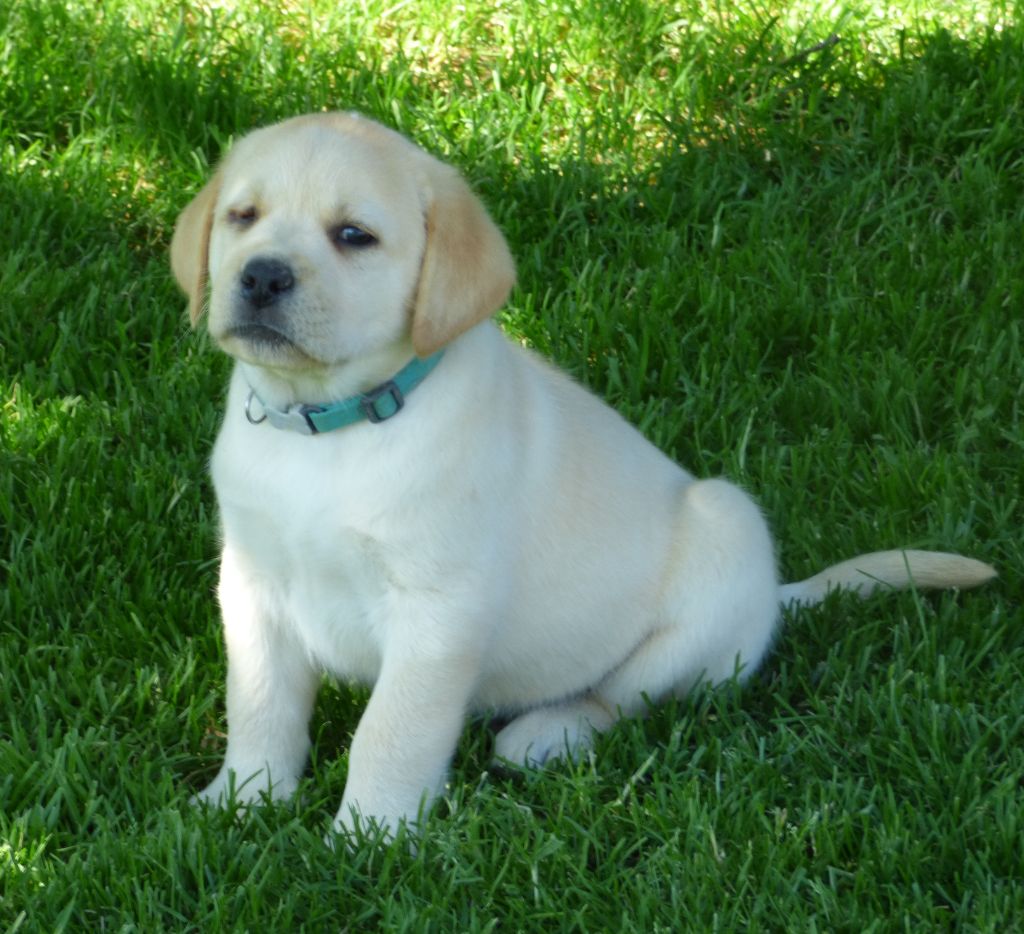 Chiot - Elevage Du Moulin Sault - eleveur de chiens Labrador Retriever