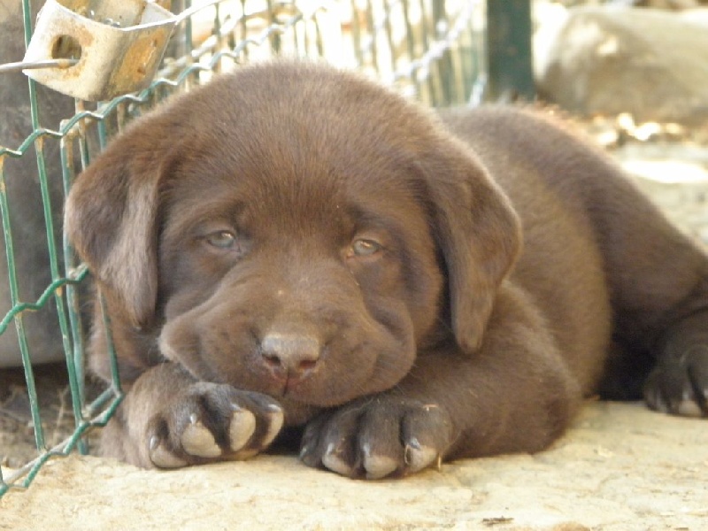 Chiot Elevage Du Moulin Sault Eleveur De Chiens Labrador Retriever