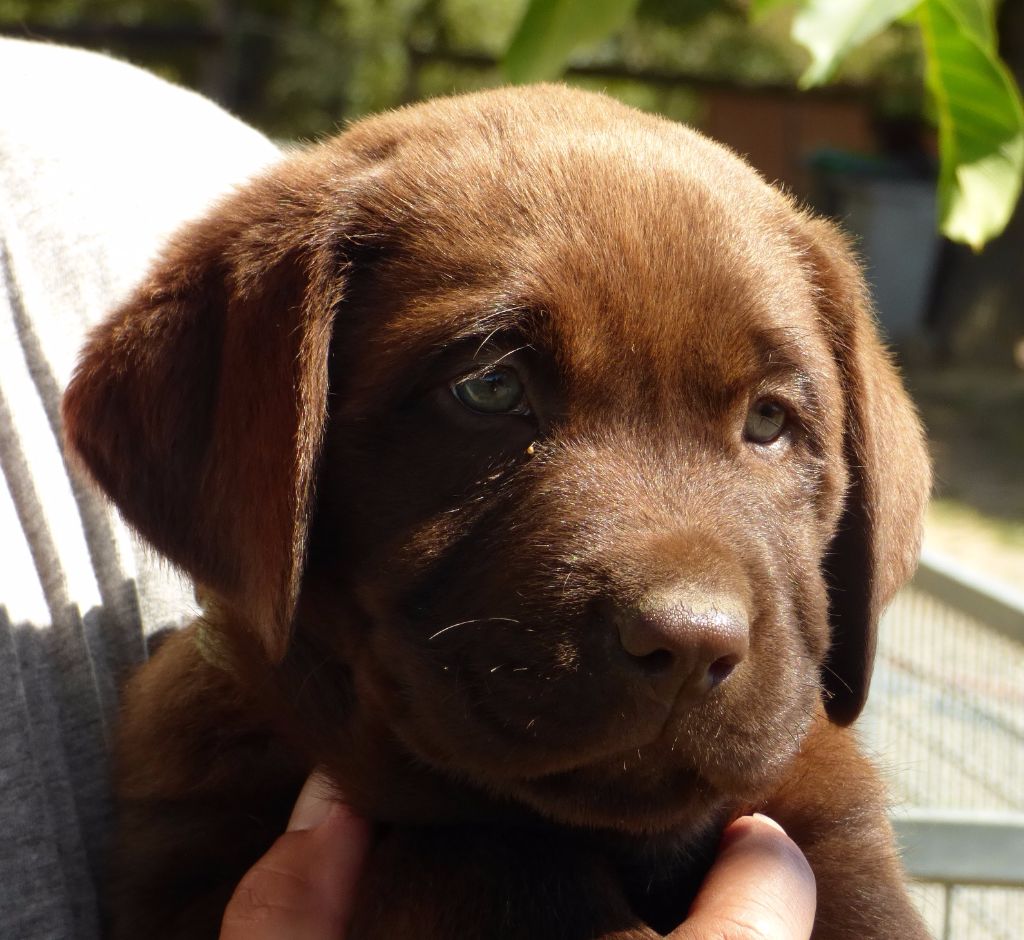 Chiot Elevage Du Moulin Sault Eleveur De Chiens Labrador Retriever