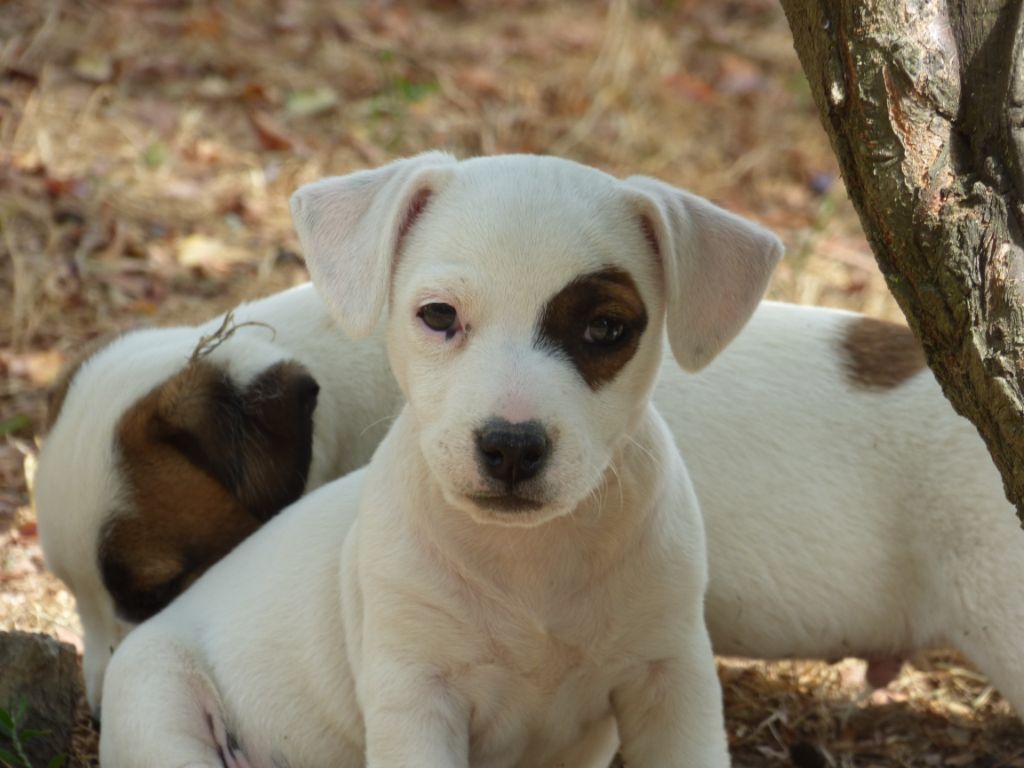 Chiot Elevage Du Moulin Sault Eleveur De Chiens Jack Russell Terrier