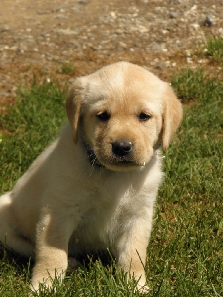 Chiot Elevage Du Moulin Sault Eleveur De Chiens Labrador Retriever