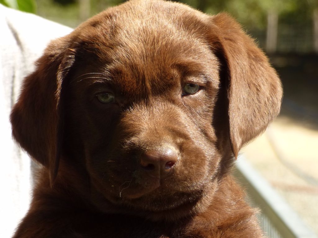 Chiot Elevage Du Moulin Sault Eleveur De Chiens Labrador Retriever