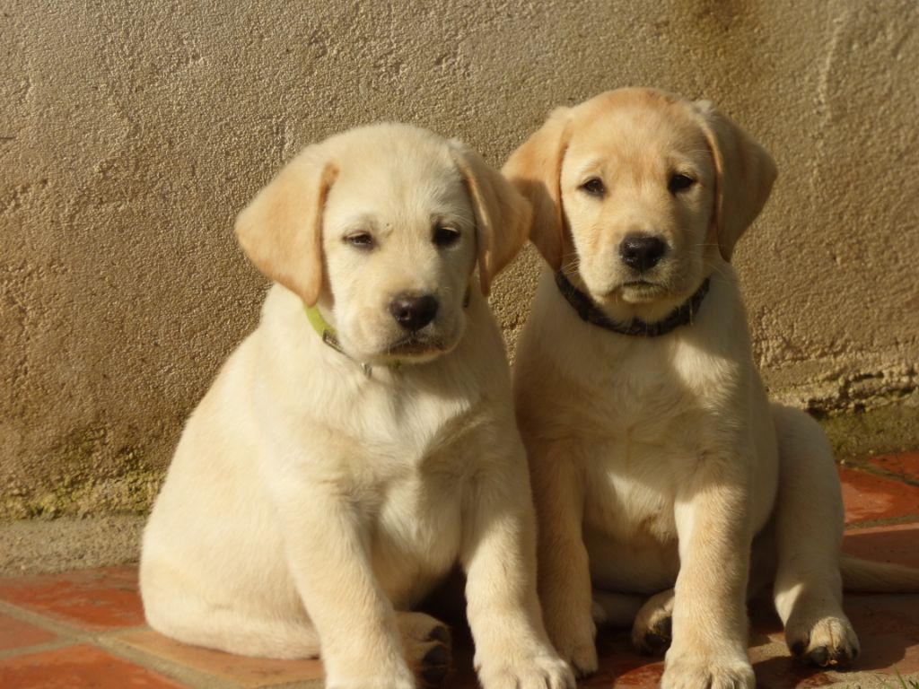 Chiot Elevage Du Moulin Sault Eleveur De Chiens Labrador Retriever