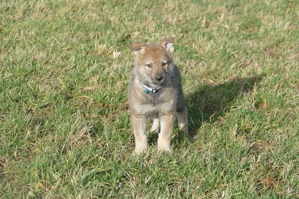 Aveyron Les Hybrides Loup Chien Pourront être Abattus