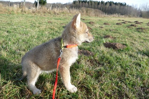 Accueil Elevage Of Eyotas Farm Eleveur De Chiens Chien