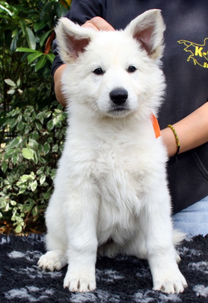 Chiot Berger Blanc Suisse Femelle Disponible En Grand Est 54 Meurthe Et Moselle Toutes Les Portees Les Chiots De Race Les Eleveurs Et Chiens De Race Sont Sur Chiens De France Com